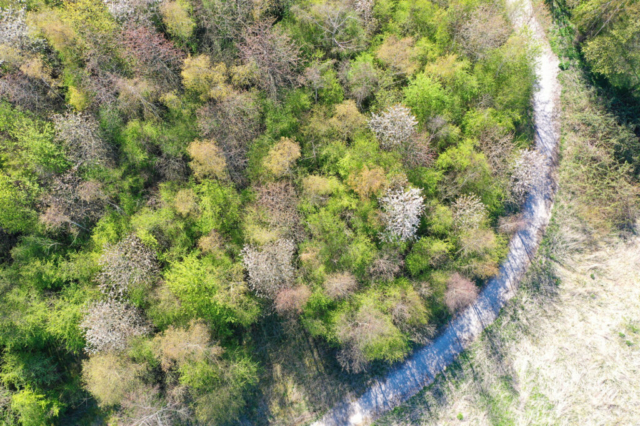 Grøn skov oppefra. Foto taget med drone