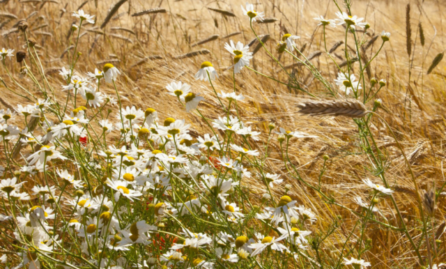 Gul kornmark med hvide blomster